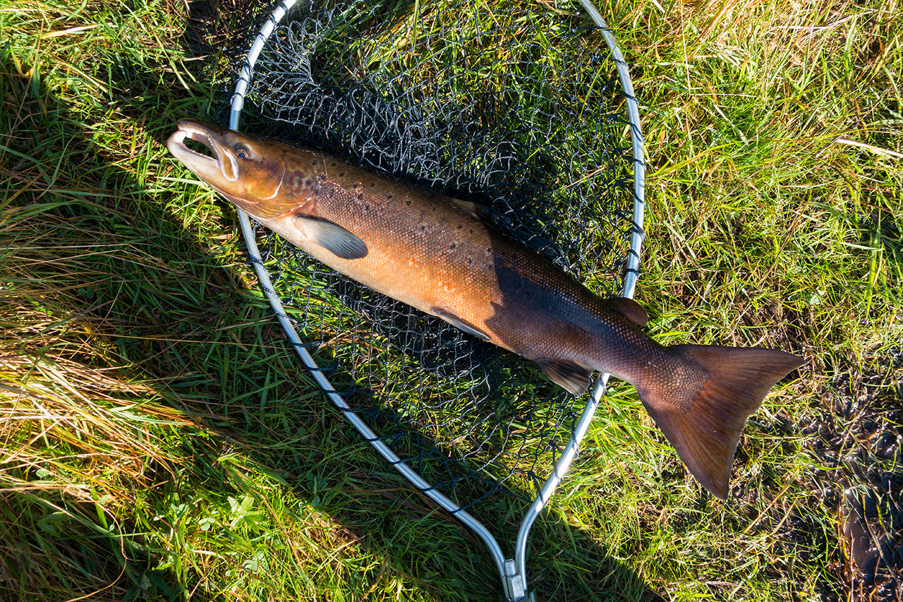 Isle of Lewis Autumn salmon